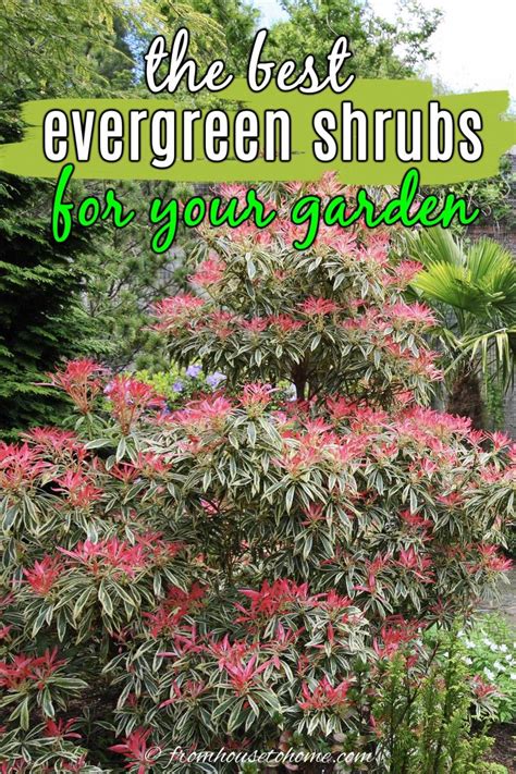 Evergreen Shrubs For Shade (That Look Good All Year) - Gardening @ From House To Home