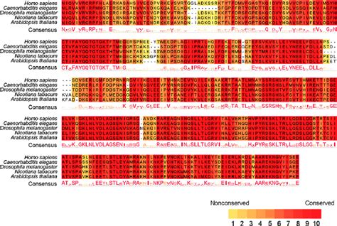 Multiple Sequence Alignment Of Conserved Regions In The Motor Domain Of Download Scientific