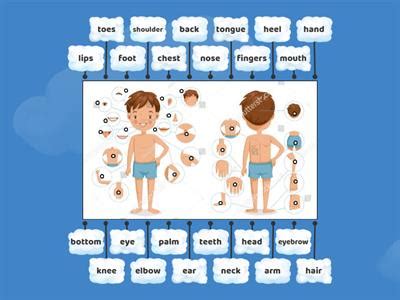 Body Parts Labelled Diagram Teaching Resources