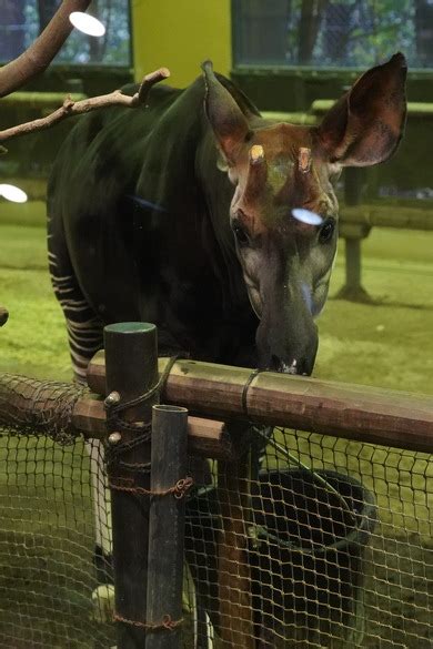 Yukiさん・よこはま動物園ズーラシアの発見レポ