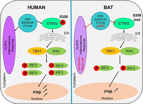 Frontiers Fundamental Characteristics Of Bat Interferon Systems