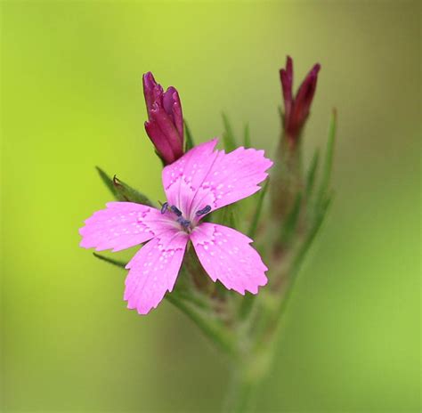 Deptford Pink Lacamas Prairie Non Native Species Inaturalist