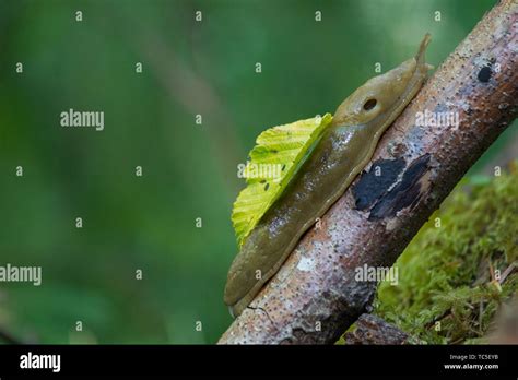 Yummy slug diet hi-res stock photography and images - Alamy