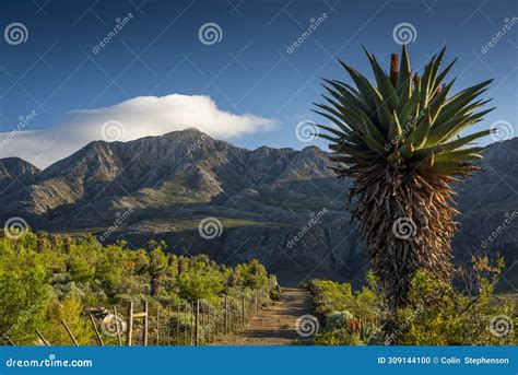 Farm In The Karoo With Old Rural Houses And The Swartberg Mountains In