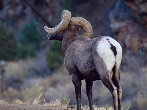 A Ram In The Mountains Of Co Smithsonian Photo Contest Smithsonian