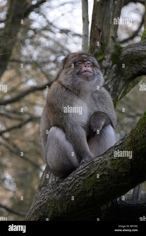 Tail less monkey hi-res stock photography and images - Alamy