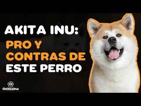 Precio De Un Perro Akita Japones El Rinc N De Isi