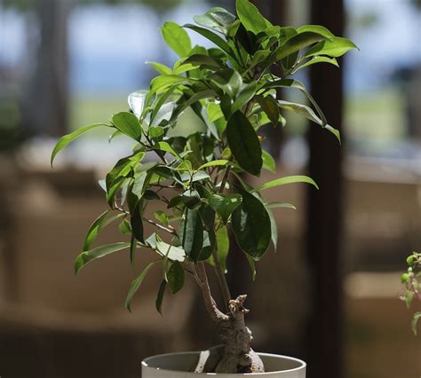 Growing Ficus Outdoors | Plant Addicts