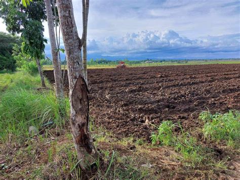 Hectares Rice Field Bansud Oriental Mindoro Lots January