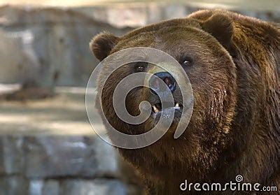 Grizzly Bear Showing Its Teeth Stock Images - Image: 7734744