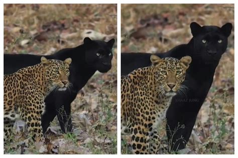 Viral Video: Leopard And Black Panther Spotted Together In A Very Rare Occurrence