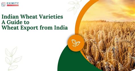 Top Indian Wheat Varieties: Wheat Export from India