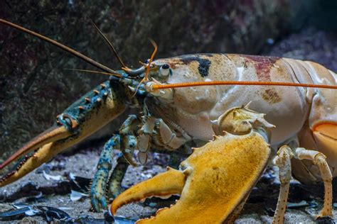 Largest Lobster In The World Guinness