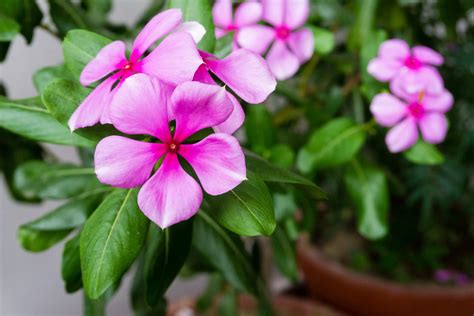 Como Cultivar A Vinca Catharanthus Roseus PlantaSonya O Seu Blog