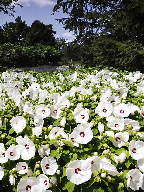 Double White Hardy Hibiscus For Sale Online | The Tree Center