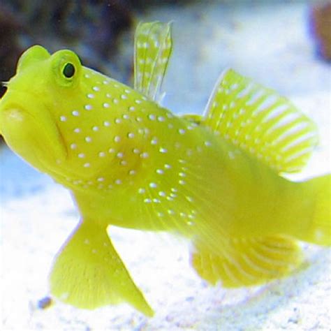 Goby Fish In Yellow Close Up Photography