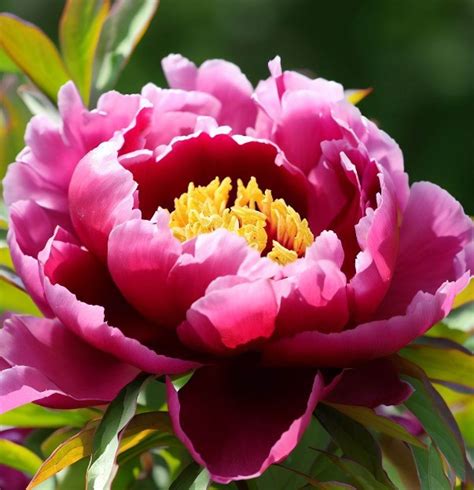 Paeonia Suffruticosa Tree Peony Myseedsco