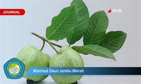 Manfaat Daun Jambu Merah Yang Bikin Penasaran Yuk Ketahui 10