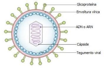 virus estan vivos la naturaleza en  clic