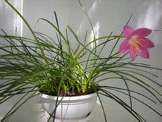 Зефирантес, или выскочка - Комнатные растения и цветы. Florets.ru