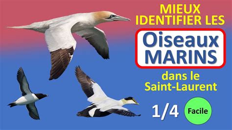 Oiseaux Marins Du Saint Laurent 1 4 Cest Quoi Cet Oiseau No 4