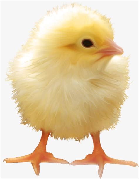 chick holly park primary school