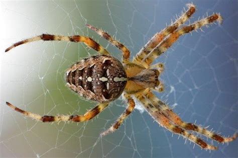 A Aranha É Um Inseto - Aranha é inseto? Características e detalhes!