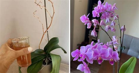 Der Effektivste Trick Um Eine Sterbende Orchidee Zu Retten Und Sie