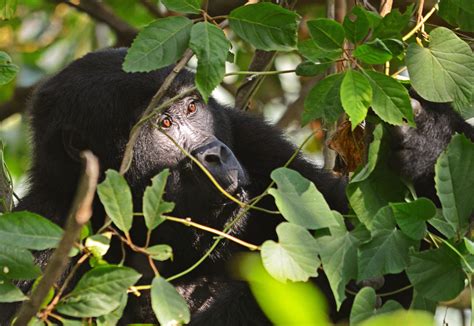 6 Days Congo Gorilla Trekking Safari Virunga National Park Mount