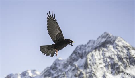 Chocard A Bec Jaune Alpendohle Alpine Chough Flickr