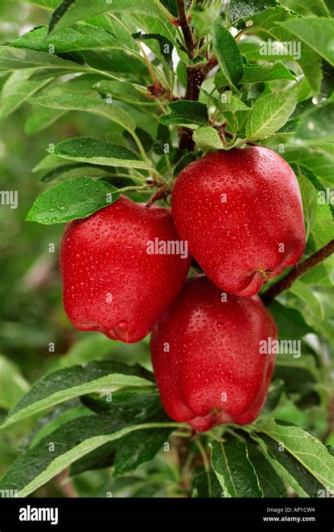 Deliciosas manzanas rojas en el árbol con las gotas de lluvia maduros