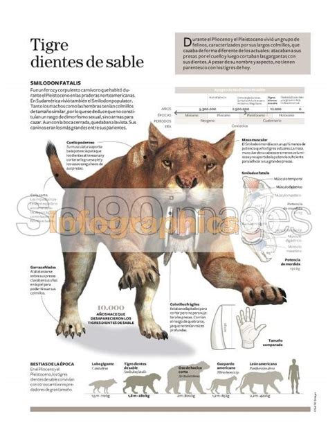 Infografía Tigre Dientes De Sable Infographics90