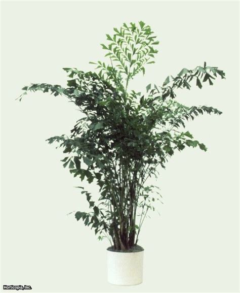 Full Shade Plants Indoor - Mbi Garden Plant