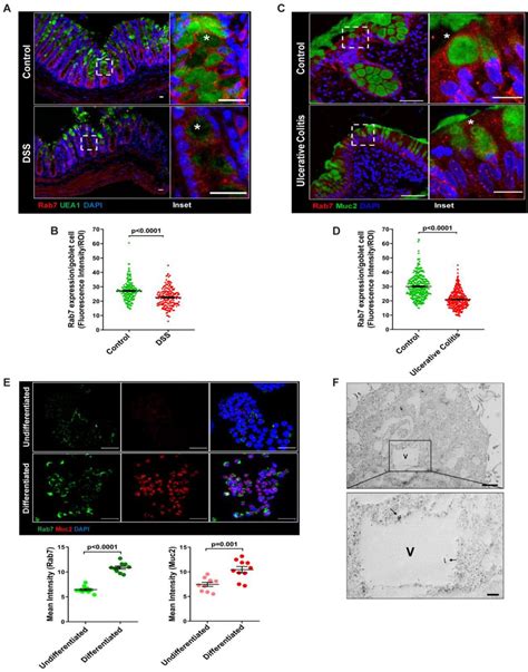 Ht29 Cells Thermo Fisher Bioz