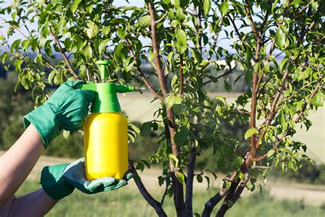 Homemade Pesticide For Fruit Trees Pestphobia