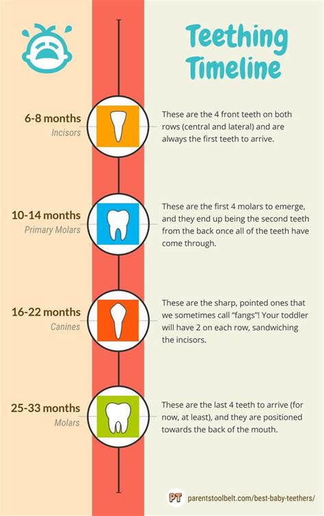 Teething Timeline : Infographics