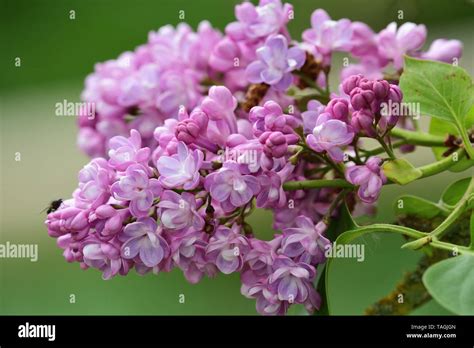 close   common lilac syringa vulgaris flowers  bloom stock