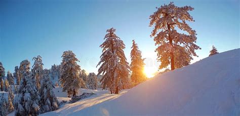 Sun Shinning Thru The Trees Stock Image Image Of Snow Bear