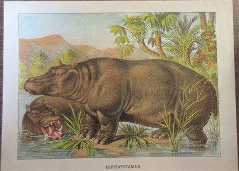 Hippopotamus Hippos African Wildlife Africa Antique Lithograph Art