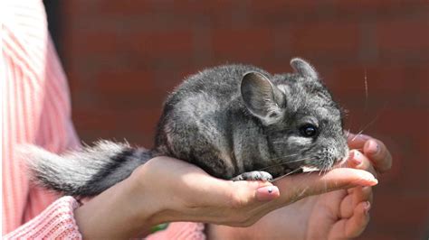 Why is My Chinchilla Fur Matted? (Explained!) – NewPetsOwner