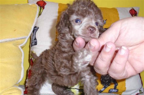 Poodle Puppies For Sale - AKC PuppyFinder