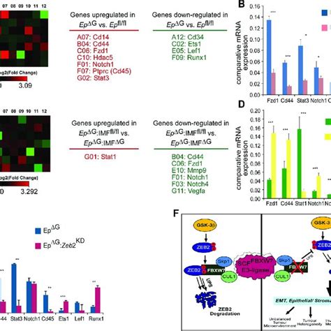 Aberrant Zeb2 Expression Induces Emt Migration And Invasion Of Crc