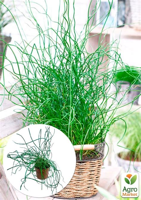 Джункус Спиральный "Juncus effusus Spiralis" - Комнатные растения ...