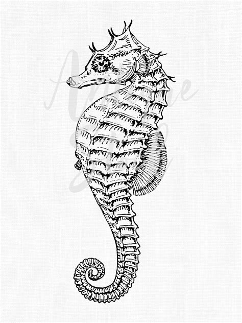 Clipart lined Seahorse Vintage Fish Image - Etsy Australia