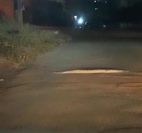 Morador flagra cobra de mais de 2 metros passeando por rua de Cuiabá