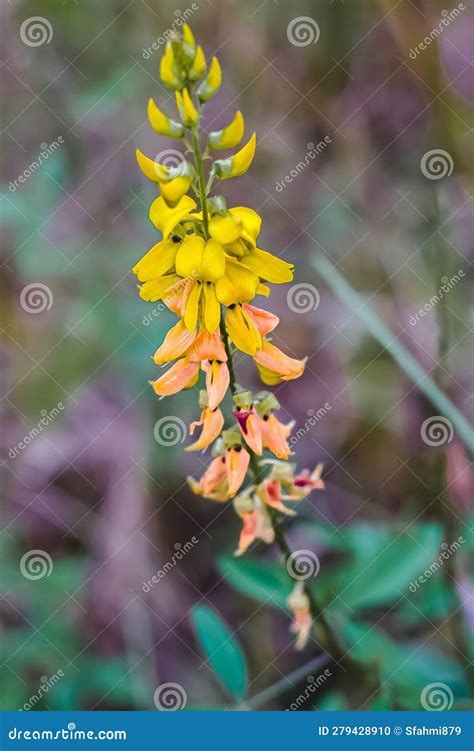 Orok Orok Wild Plant Which Has Beautiful Bright Yellow Flowers And