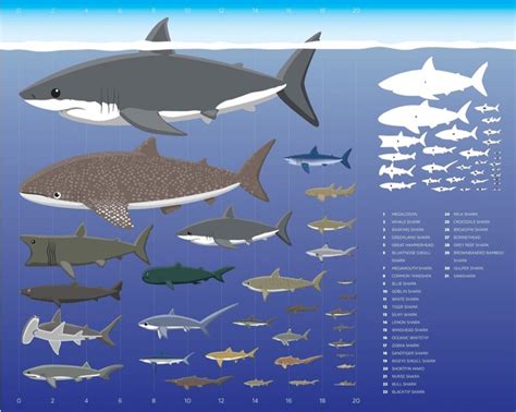 28 Blacktip Sharks Royalty-Free Images, Stock Photos & Pictures ...