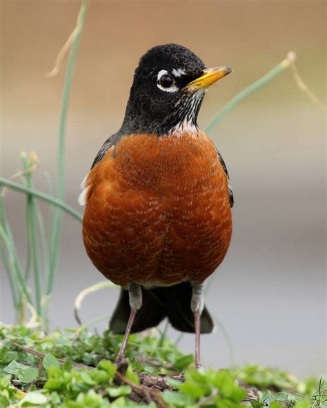 Cheery American Robin | BirdNote