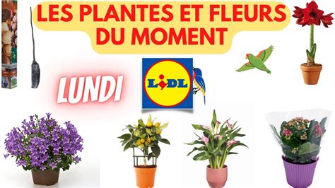 Arrivage Lidl Les Plantes Et Fleurs Du Moment F Vrier