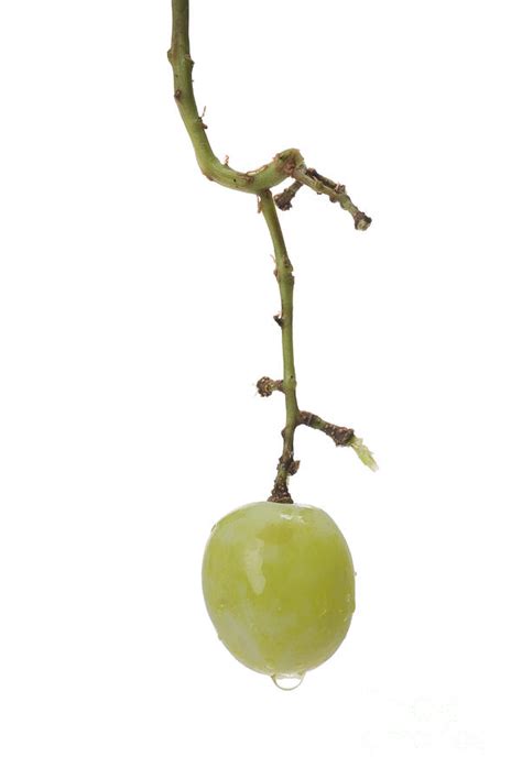 Single Grape On The Stem Photograph By Leah Mcdaniel Pixels